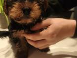 Yorkshire-Terrier-Welpen zu verkaufen - фото 2