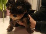 Yorkshire-Terrier-Welpen zu verkaufen - фото 5