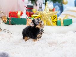 Yorkshire-Terrier-Welpen zu verkaufen – reinrassig und gesund