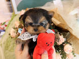 Yorkshire-Terrier-Welpen zu verkaufen – reinrassig und gesund - photo 2