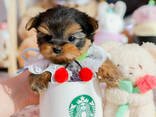 Yorkshire-Terrier-Welpen zu verkaufen – reinrassig und gesund - photo 3