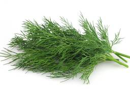 Greens, Dill and Parsley from Uzbekistan