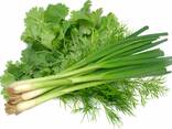 Greens, Dill and Parsley from Uzbekistan - фото 2