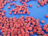 Zusammenarbeit. Tiefgefrorene Beeren aus Weißrussland für 2025 - фото 5