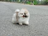 Щенки померанского шпица ищут новые любящие семьи. - фото 3