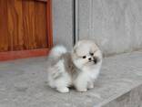 Померанского шпица - фото 3