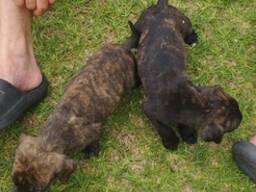 Zwei männliche Staffordshire-Terrier-Welpen für ein geeignetes Zuhause abzugeben