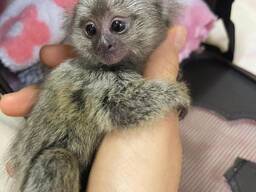 Zwei Weißbüschelaffen suchen ein neues Zuhause.