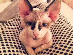 **Zwei wunderschöne Sphynx-Kätzchen suchen ein liebevolles Zuhause**