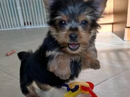 Йоркширский терьер