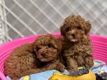 Reinrassige Zwergpudelwelpen - фото 3