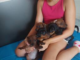 Zwergpinscher Welpen