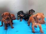 Zwergpinscher Welpen - фото 2