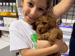 Продаются той-пудель