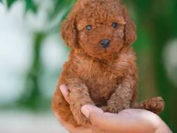 Wunderschöne Zwergpudelwelpen zu verkaufen