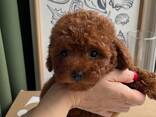 Милые щенки той-пуделя. - фото 3