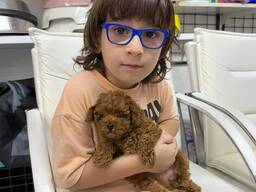 Продаются щенки той-пуделя