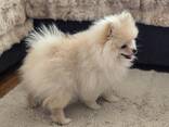 Zwergspitz (Pomeranian) - Rüde, 3 Monate alt, cremefarbener Fell - фото 2