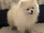 Zwergspitz (Pomeranian) - Rüde, 3 Monate alt, cremefarbener Fell - фото 3